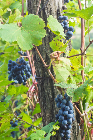 Closeup of a red grapes on the vine at vineyardの写真素材