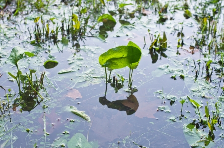 Detail of a flooded meadow after heavy rainsの写真素材