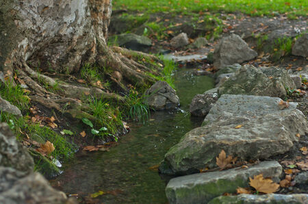 Water stream passing by the roots of a big old tree at dawn in Topcider parkの写真素材