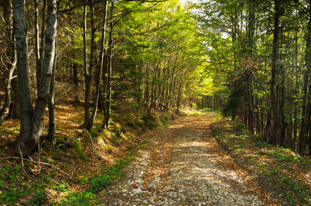 Gravel mountain road thru forest at Bobija mountain, west Serbiaの写真素材