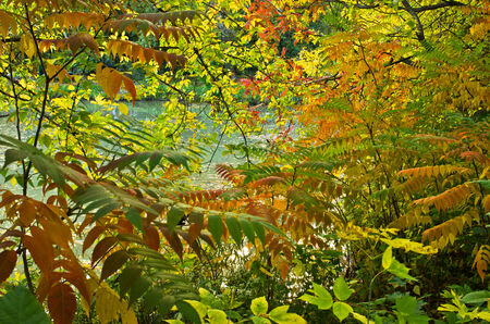 Fall colors of woods by the lake, Belgrade, Serbiaの写真素材