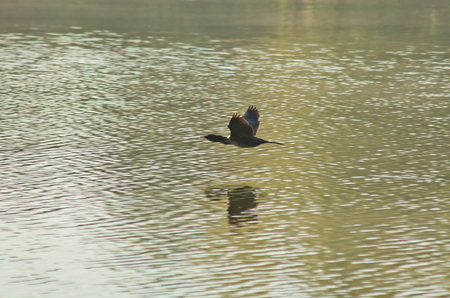 Mallard duck at very high speed and low altitude flight over the lakeの写真素材
