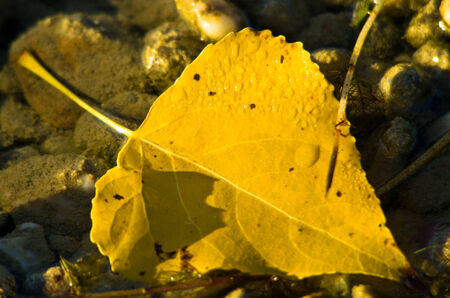 Fallen yellow leaf in a water stream at autumnの写真素材