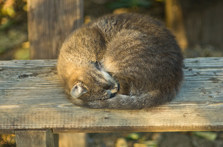 Sleepy cat on a wooden bench in a shade at summerの写真素材