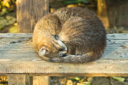 Sleepy cat on a wooden bench in a shade at summerの写真素材