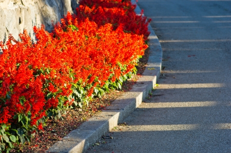 Red flowers by a road curveの写真素材