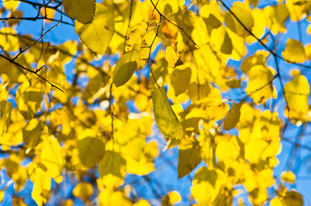 Yellow leaves on a blue sky の写真素材