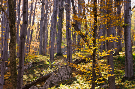 Inside forests of Djerdap national park on a fall sunny day, east Serbiaの写真素材