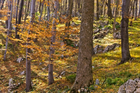 Inside forests of Djerdap national park on a fall sunny day, east Serbiaの写真素材