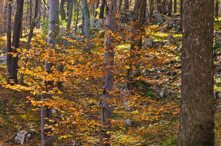 Inside forests of Djerdap national park on a fall sunny day, east Serbiaの写真素材