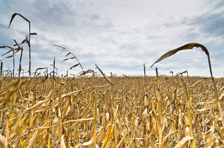 Harvested corn field before the storm at late autumn, north Serbiaの写真素材