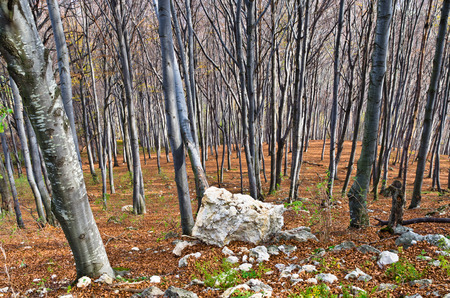 Steep terrain in a dense forest with a few rocks at Homolje mountains on a sunny autumn day, east Serbiaの写真素材