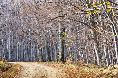Gravel country road through beautiful dense forest in late autumn, Homolje mountains, east Serbiaの写真素材