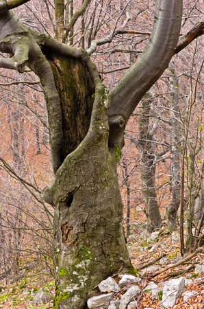 Spooky old beech tree in the middle of the mountain forest, east Serbiaの写真素材