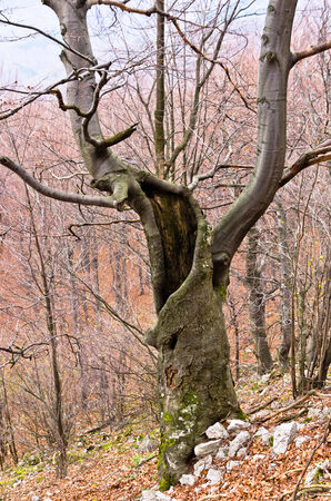Spooky old beech tree in the middle of the mountain forest, east Serbiaの写真素材