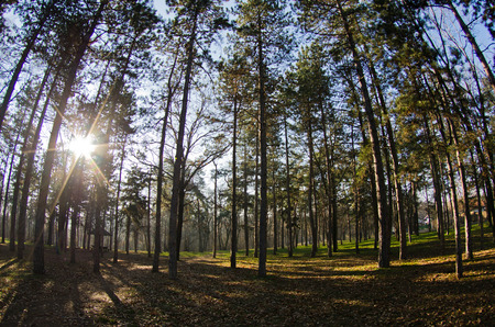 Morning at pine forest, sun rays through branches, Kosutnjak park, Belgrade, Serbiaの写真素材