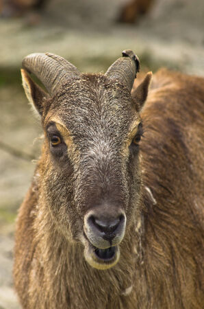 Eland antelope at Schoenbrunn park Zoo in Vienna, Austriaの写真素材
