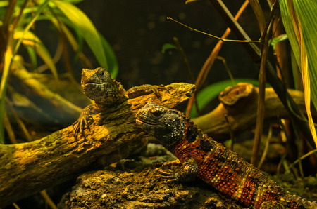 Chinese crocodile lizard tail at Schoenbrunn park Zoo in Vienna, Austriaの写真素材