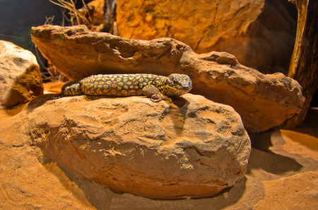 Spiny Lizzard from Australia at Schoenbrunn park Zoo in Vienna, Austriaの写真素材