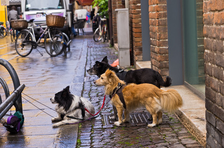 Dogs waiting for their masters in front of shop, city of Ferrara, Italyの写真素材