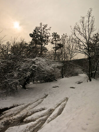 Country road covered with snow discreetly illuminated by the sun on a winter dayの写真素材