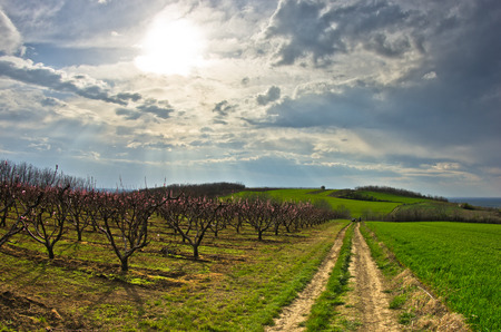 Orchards and wheat fields at early spring, north Serbiaの写真素材