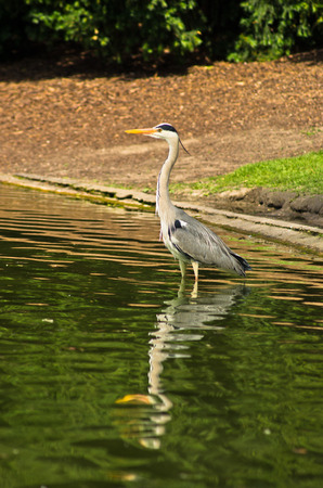 Beautifull grey heron bird at Stadtpark in downtown of Vienna, Austriaの写真素材