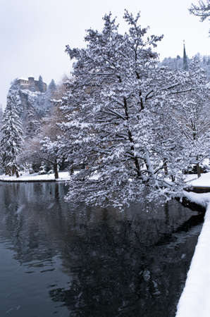Tree leaning over the lake Bled, Slovenian Alps, Sloveniaの写真素材
