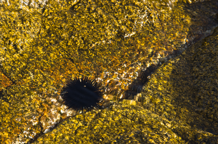 Sea urchins at rocks under water, west coast of peninsula Sithonia, Chalkidiki, Greeceの写真素材
