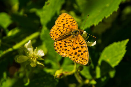 Orange butterfly on a green leaf at forest, east Serbiaの写真素材