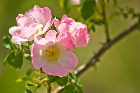 Wild rose flowers on a morning sunshine, Zlot mountain, east Serbiaの写真素材