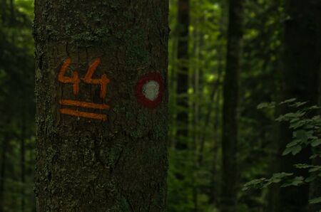 Forest details and trekking marks at Tara mountain and national park, west Serbiaの写真素材