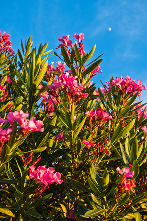 Pink mediterranean flowers on a morning sunshine in Sithonia, Greeceの写真素材