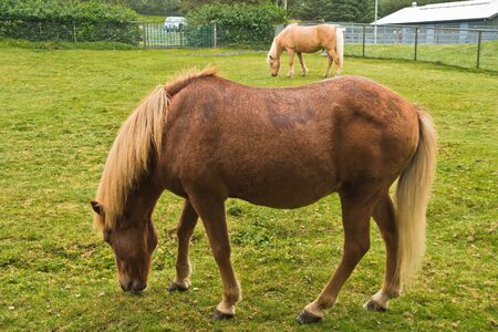 Icelandic horses at pasture on a green meadow, south Iceland