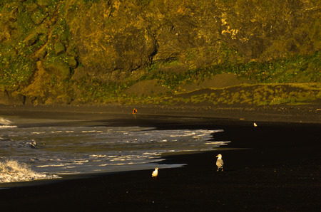 Birds and phtographers at black beach near Vik, south Icelandの写真素材