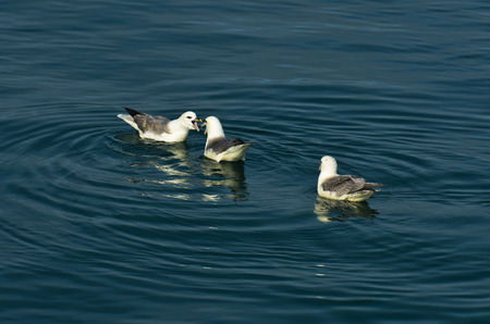 Lively discussion between seagulls while resting at ocean surface, north Icelandの写真素材