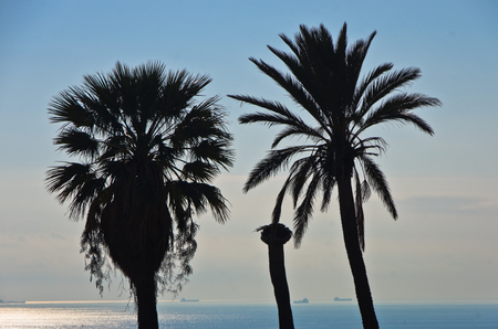 Palm trees and ships in background near Cagliari harbor, Sardinia, Italyの写真素材
