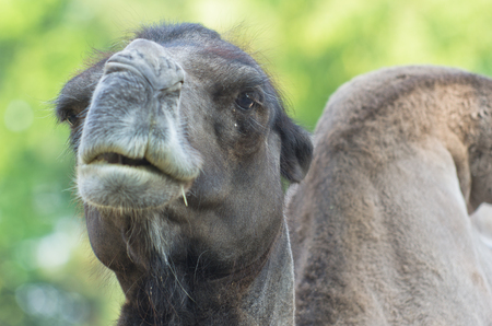 Arabian Dromedary camel resting in a tree shadeの写真素材