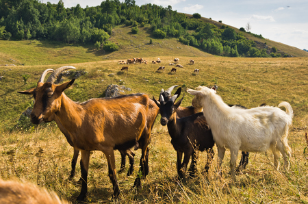 Brown and white goats on a meadow at summer sunny day, Pester plateau, southwest Serbiaの写真素材