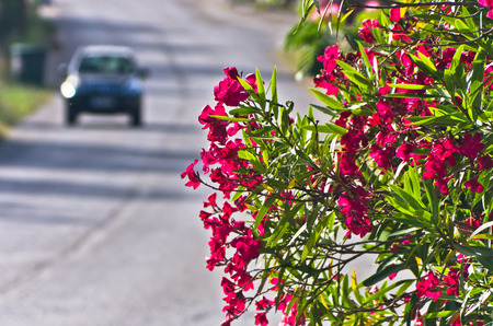Purple flowers on morning sun by a coastal road in Sithonia, Greeceの写真素材