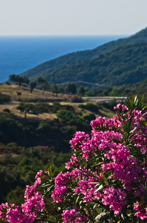 Purple flowers on morning sun by a coastal road in Sithonia, Greeceの写真素材