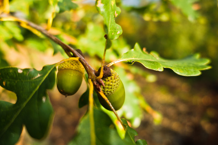 Foliage and acorn of oak tree on mountain Troglav at late summer, west Serbia