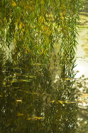 Reflection of willow branches touching water at small lake on a foggy dayの写真素材