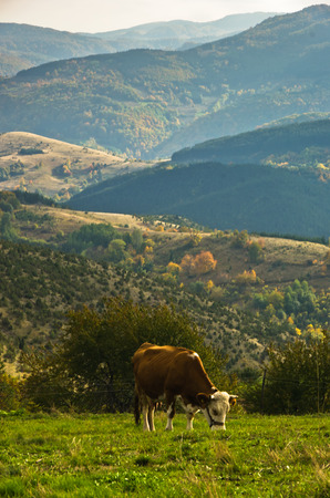 Cow on a meadow at autumn, mountain Goc, Serbiaの写真素材