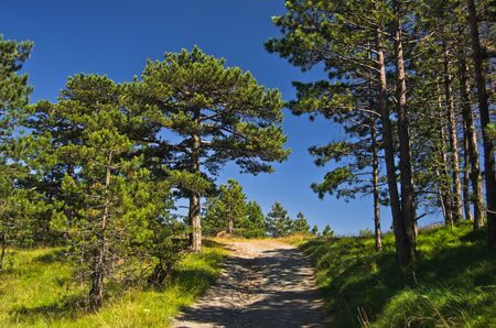 Forest path at Divcibare mountain, west Serbiaの写真素材