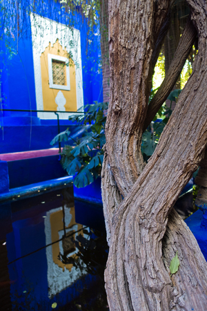 Tree, pond and a decorated blue wall at sunset in Majorelle garden, Marrakech, Morocco, Africaの写真素材