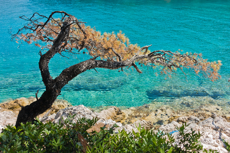 Pine tree on a rock over crystal clear turquoise water, Cape Amarandos at Skopelos island, Greeceの写真素材