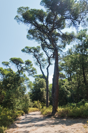 Sandy path through pine tree forest near Koukounaries beach, morning at Skiathos island, Greeceの写真素材