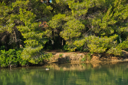 Coastline of a small lake covered with pine tree forest, near Koukounaries beach, morning at Skiathos island, Greeceの写真素材