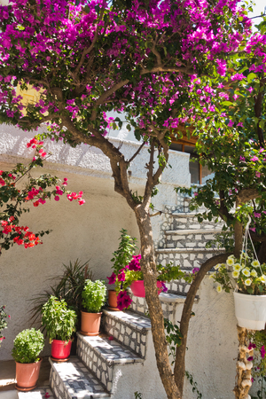 Architectural details of a stairway surrounded with a lot of beutiful flowers at the old town of Skiathos, island of Skiathos, Greeceの写真素材